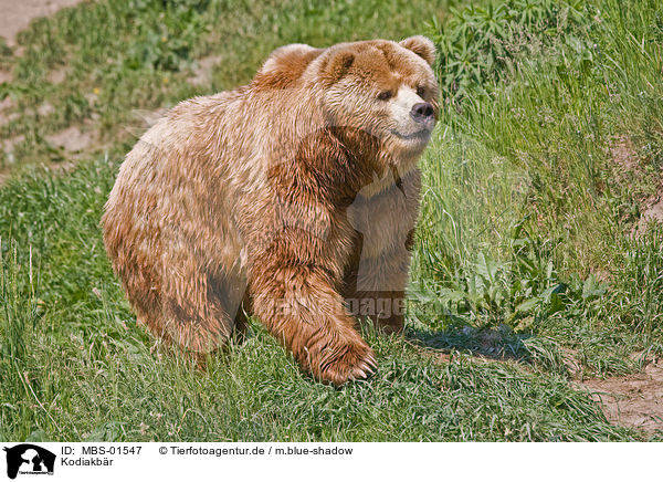 Kodiakbr / Kodiak bear / MBS-01547