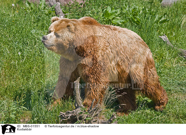 Kodiakbr / Kodiak bear / MBS-01551