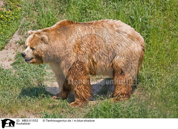 Kodiakbr / Kodiak bear / MBS-01552