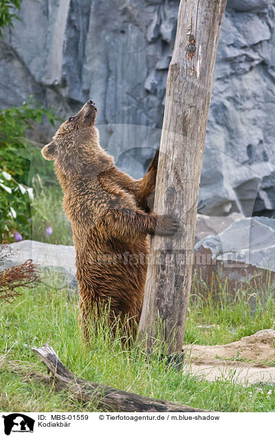 Kodiakbr / Kodiak bear / MBS-01559