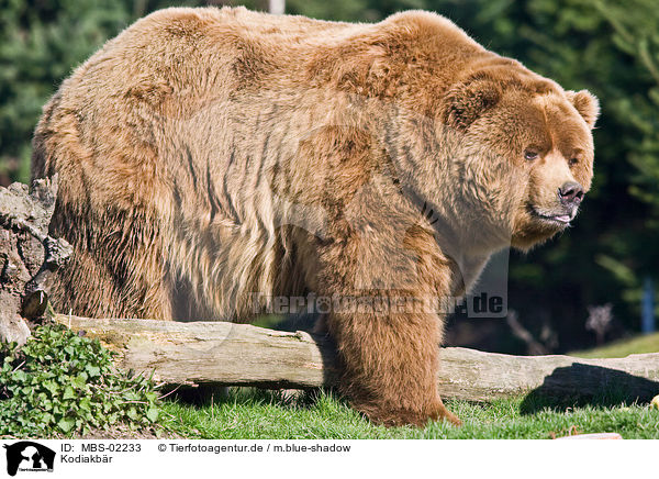Kodiakbr / Kodiak bear / MBS-02233