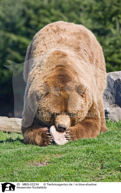 fressender Kodiakbr / eating Kodiak bear / MBS-02234