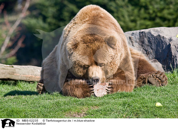 fressender Kodiakbr / eating Kodiak bear / MBS-02235