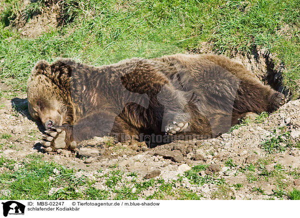schlafender Kodiakbr / sleeping Kodiak bear / MBS-02247