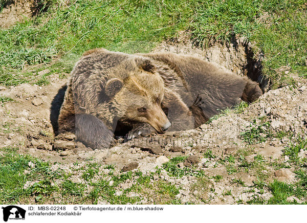 schlafender Kodiakbr / sleeping Kodiak bear / MBS-02248