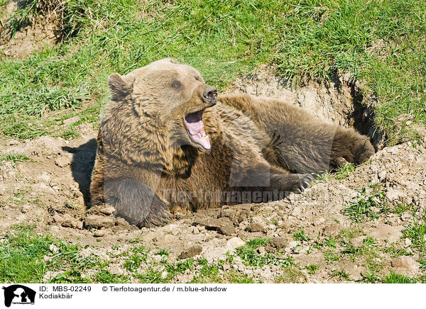 Kodiakbr / Kodiak bear / MBS-02249