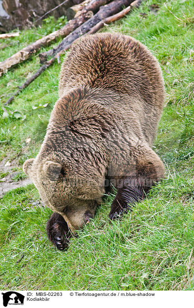 Kodiakbr / Kodiak bear / MBS-02263