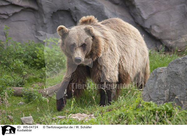 Kodiakbr / Kodiak bear / WS-04724