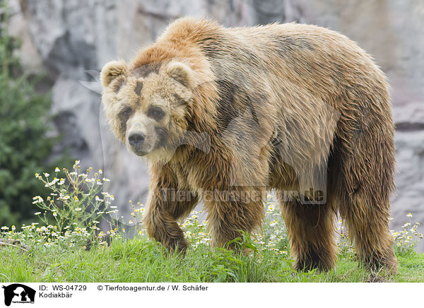 Kodiakbr / Kodiak bear / WS-04729