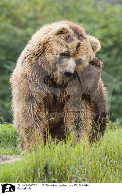Kodiakb�r / Kodiak bear / WS-04733