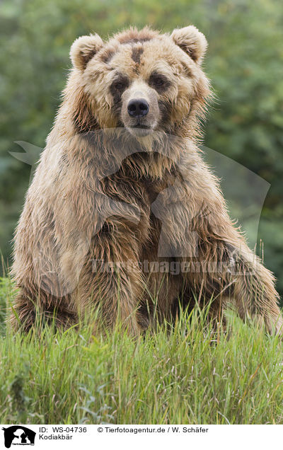 Kodiakbr / Kodiak bear / WS-04736