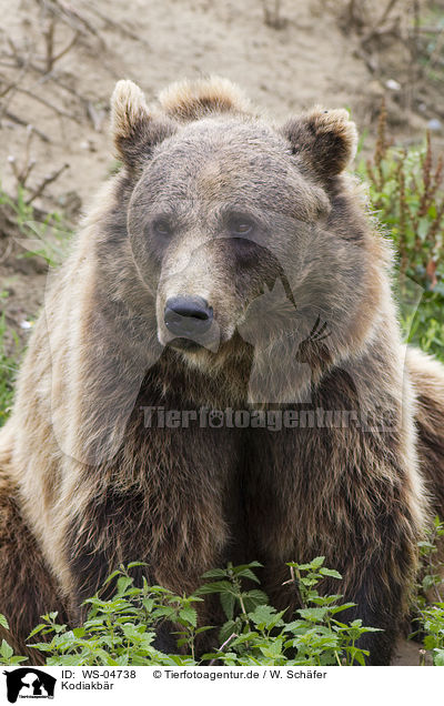 Kodiakbr / Kodiak bear / WS-04738