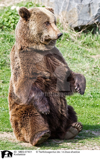 Kodiakbr / Kodiak bear / MBS-07401