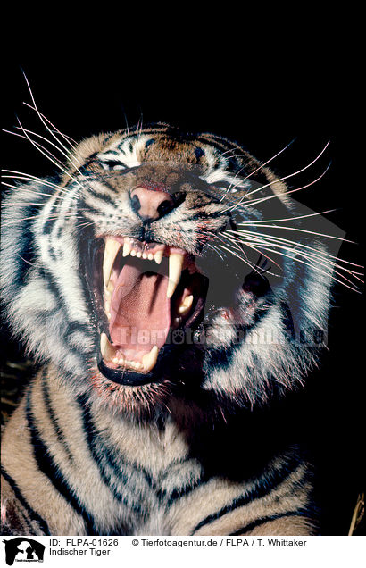 Indischer Tiger / Royal Bengal tiger / FLPA-01626