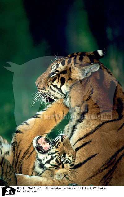 Indische Tiger / FLPA-01627
