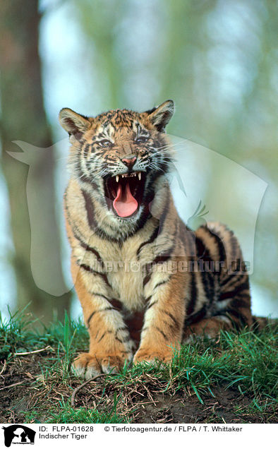 Indischer Tiger / FLPA-01628