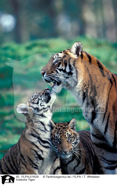 Indische Tiger / FLPA-01629
