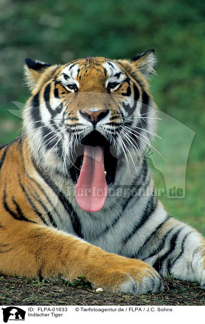 Indischer Tiger / FLPA-01633