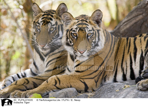 Indische Tiger / Royal Bengal tigers / FLPA-01635