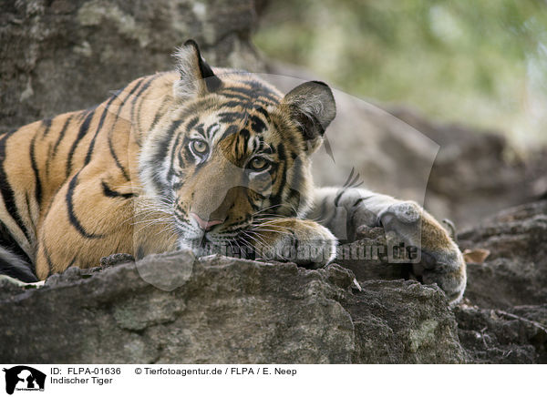 Indischer Tiger / FLPA-01636