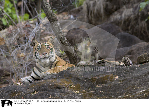 Indischer Tiger / FLPA-01637