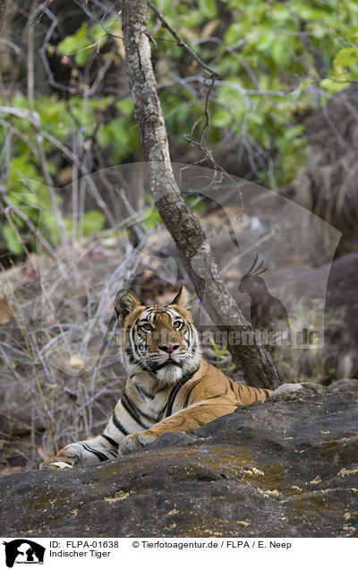 Indischer Tiger / FLPA-01638