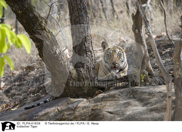 Indischer Tiger / FLPA-01639