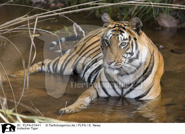 Indischer Tiger / FLPA-01641