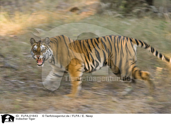 Indischer Tiger / FLPA-01643