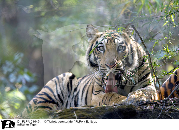 Indischer Tiger / FLPA-01645