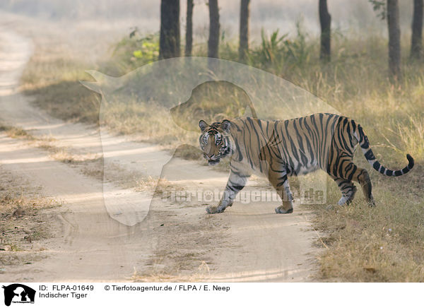 Indischer Tiger / FLPA-01649