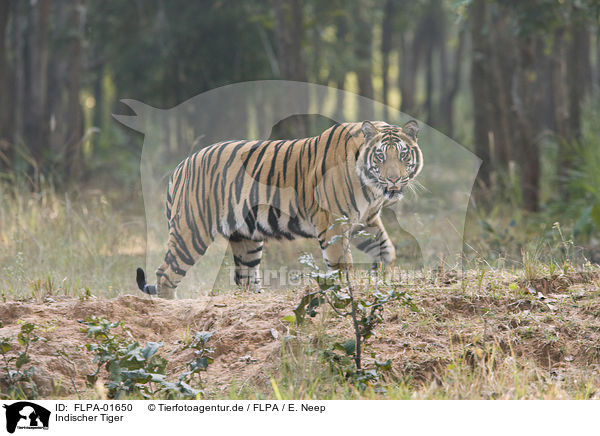 Indischer Tiger / Royal Bengal tiger / FLPA-01650