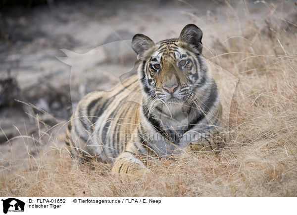 Indischer Tiger / FLPA-01652