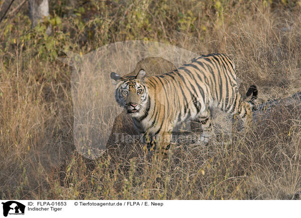 Indischer Tiger / Royal Bengal tiger / FLPA-01653