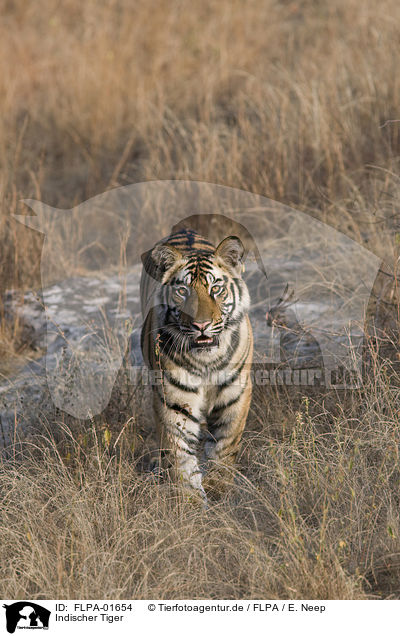 Indischer Tiger / Royal Bengal tiger / FLPA-01654