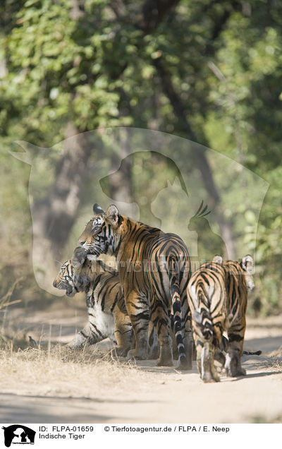 Indische Tiger / FLPA-01659