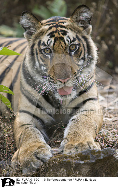 Indischer Tiger / FLPA-01660