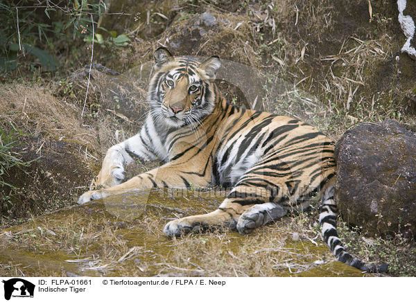 Indischer Tiger / FLPA-01661