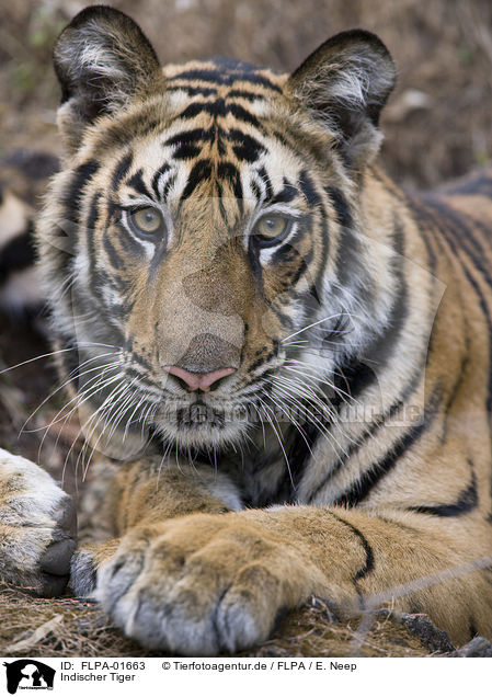 Indischer Tiger / Royal Bengal tiger / FLPA-01663