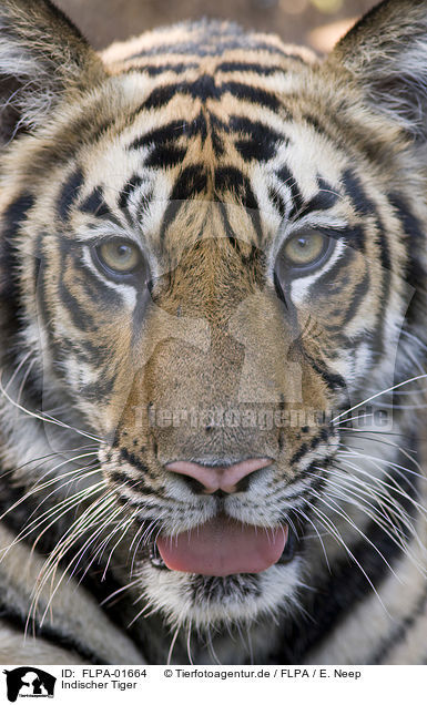 Indischer Tiger / FLPA-01664