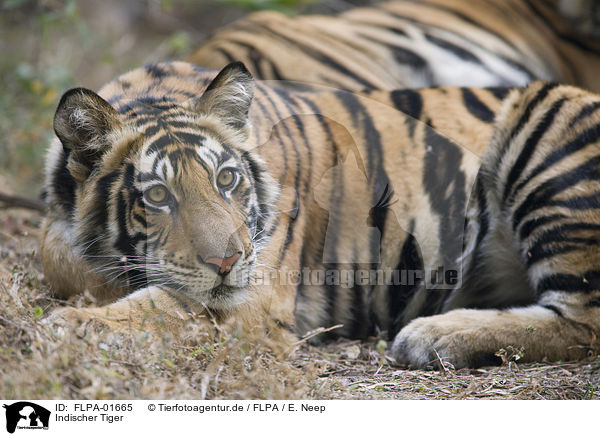 Indischer Tiger / Royal Bengal tiger / FLPA-01665