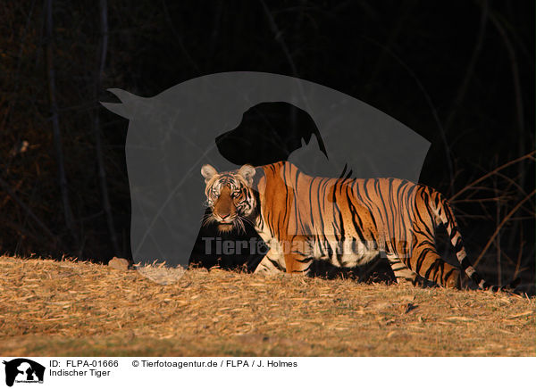 Indischer Tiger / FLPA-01666
