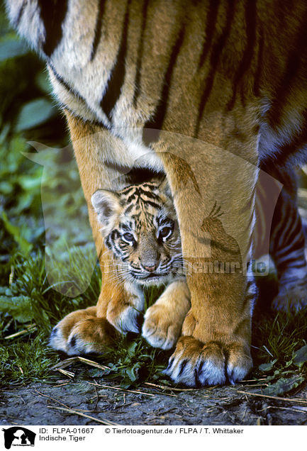 Indische Tiger / FLPA-01667