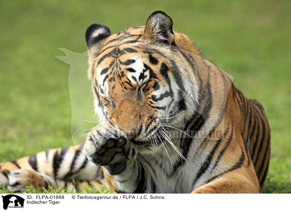 Indischer Tiger / Royal Bengal tiger / FLPA-01668