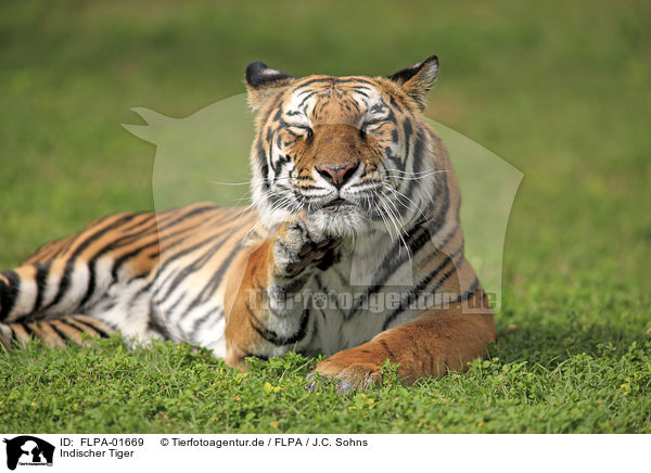 Indischer Tiger / FLPA-01669