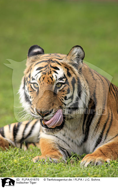Indischer Tiger / FLPA-01670