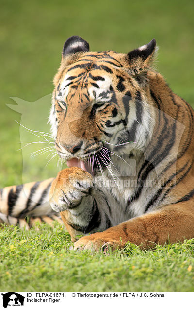 Indischer Tiger / FLPA-01671