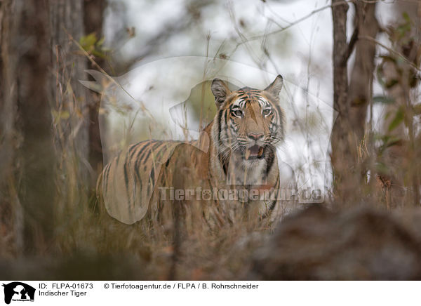 Indischer Tiger / FLPA-01673