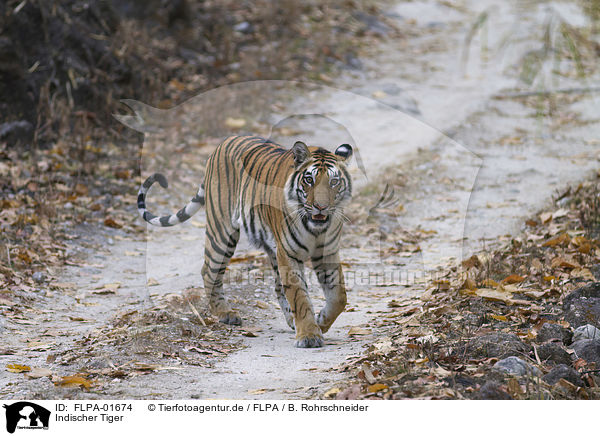 Indischer Tiger / FLPA-01674