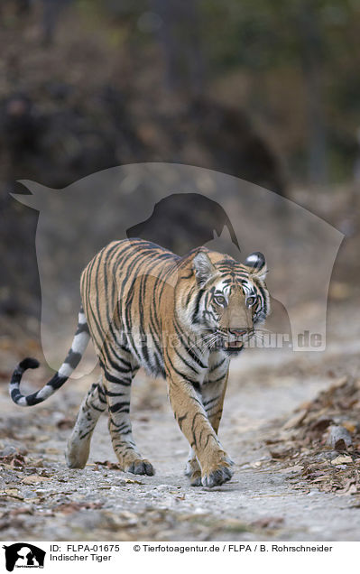 Indischer Tiger / FLPA-01675